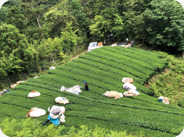 静岡の高級茶「川根茶」を使用
