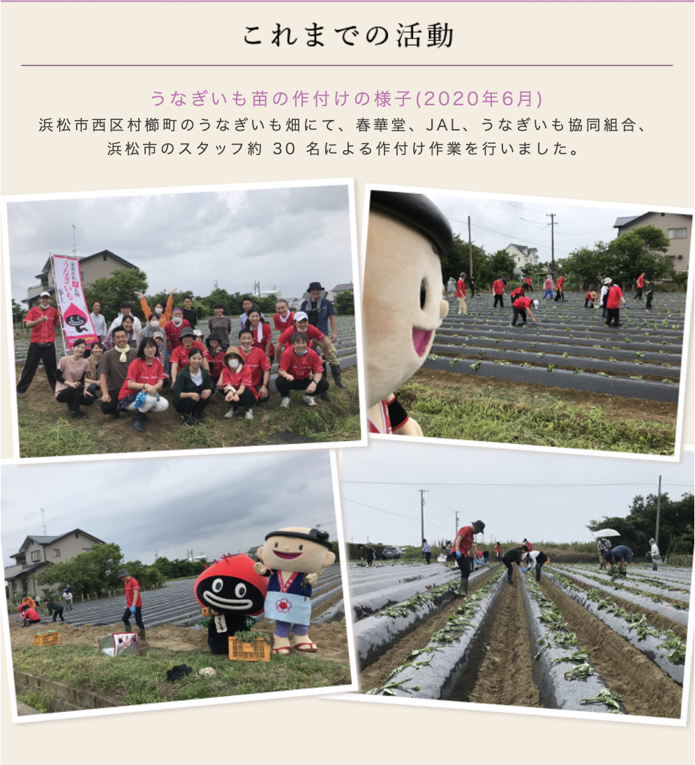 これまでの活動1　2020年6月うなぎいもの作付け　春華堂・JAL（日本航空）・うなぎいも協同組合・浜松市のスタッフが浜松市西区村越町のうなぎいも畑にて苗の作付けを行ないました。