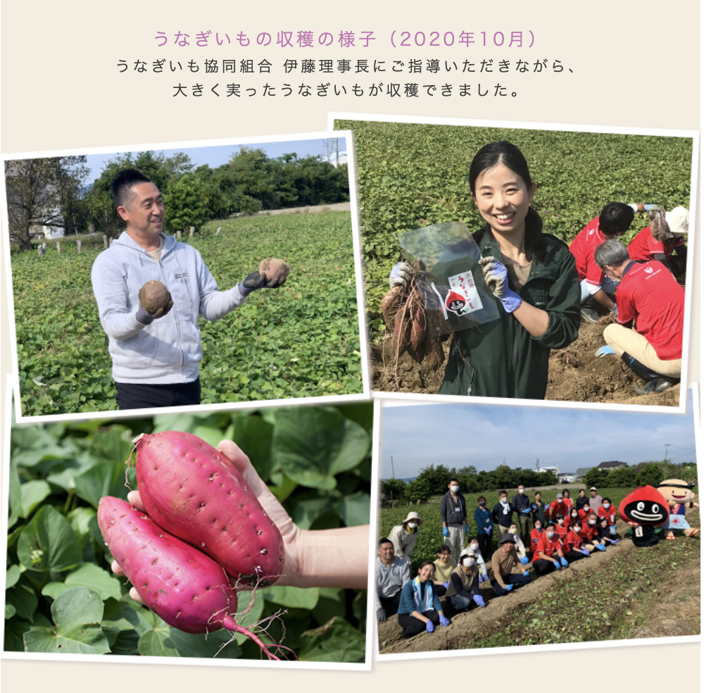 これまでの活動2 2020年10月うなぎいも協同組合 伊藤理事長にご指導いただきながら大きく実ったうなぎいもが収穫できました。