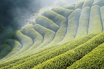 川根茶